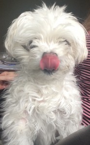 Why does my dog lick so much