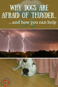 Why are dogs afraid of thunder