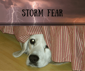 Why Are Dogs Afraid of Thunder?