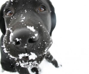 Protect Dogs Paws From Snow