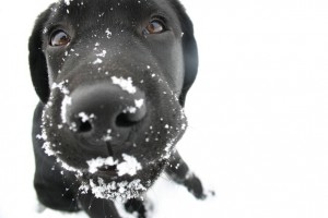 Protect dogs paws from snow