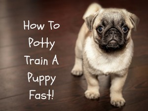 How to Potty Train a Puppy Fast!