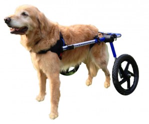 Dog Wheels for Paralyzed Dogs