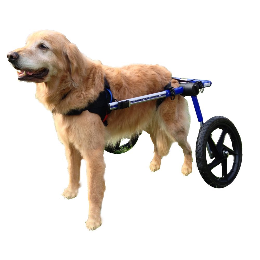 Dog wheels for paralyzed dogs