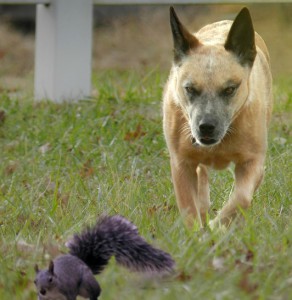 Why do dogs chase squirrels?