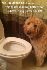 Why do dogs drink out of the toilet