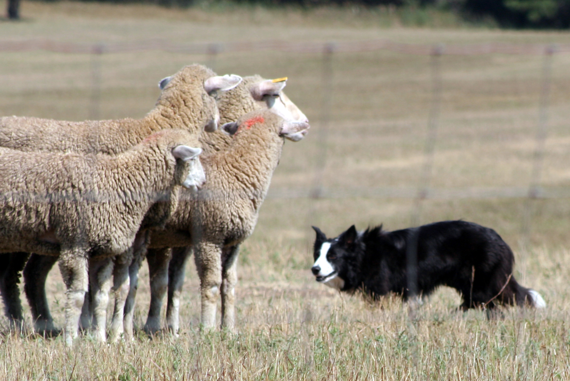 how to keep a herding dog happy