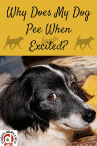 Why does my dog pee when excited
