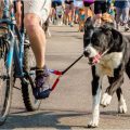 best bike dog leash-Dogger Jogger Review