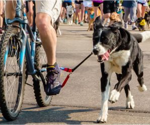 Best Bike Dog Leash-Dogger Jogger Review