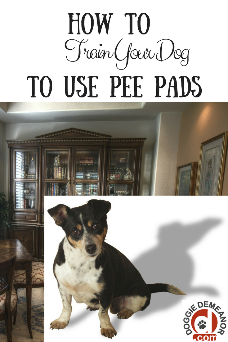 How To Train Your Dog To Use Pee Pads