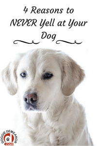 4 Reasons to Never Yell at Your Dog