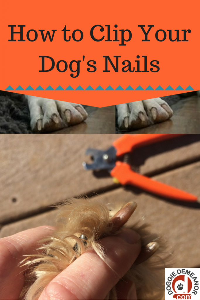 How to Clip a Dog’s Nails