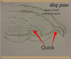 How to clip your dogs nails