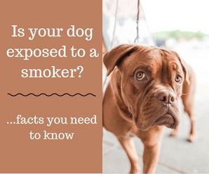 Will Smoking Harm My Dog? Surprising Facts You Didn’t Know.