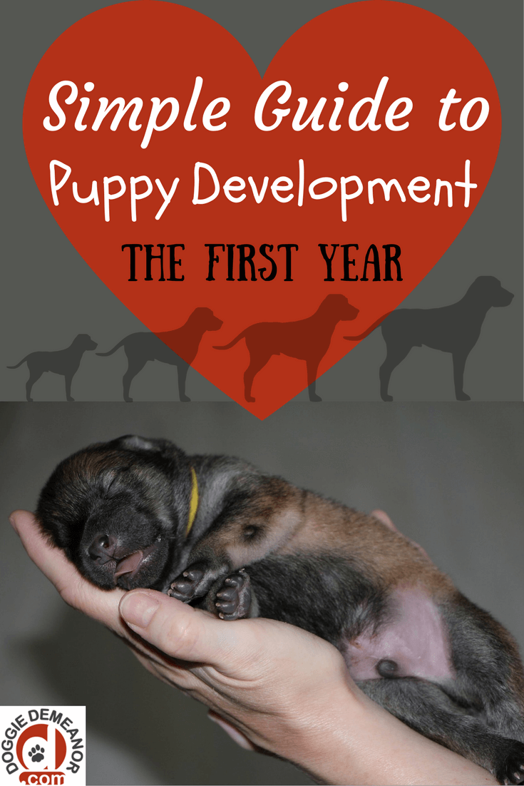 The Development of a Puppy