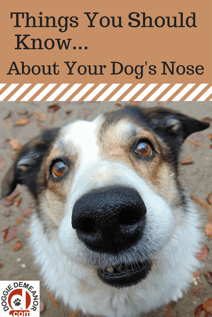 Things you should know about your dogs nose