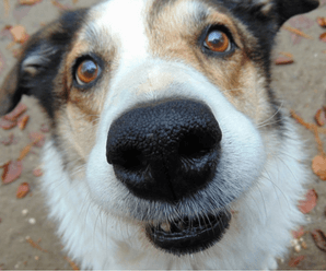 Things You Should Know About Your Dog’s Nose