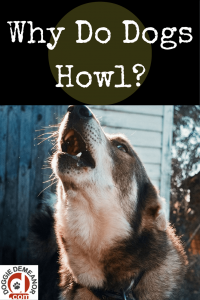Why do dogs howl