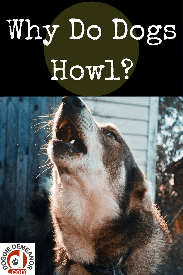 Why Do Dogs Howl 1 