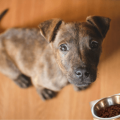dog food ingredients to avoid