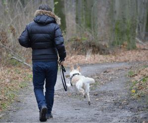 5 Good Reasons to Keep your Dog on a Leash