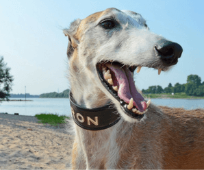 My Dog Chipped a Tooth – Should I Worry?