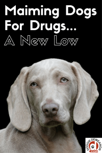 hurting dogs to score drugs