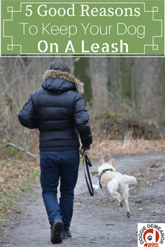 5 good reasons to keep your dog on a leash