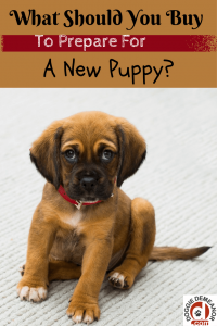 What to buy for a new puppy