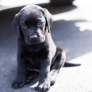 what to buy a new puppy
