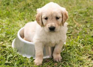What to buy a new puppy