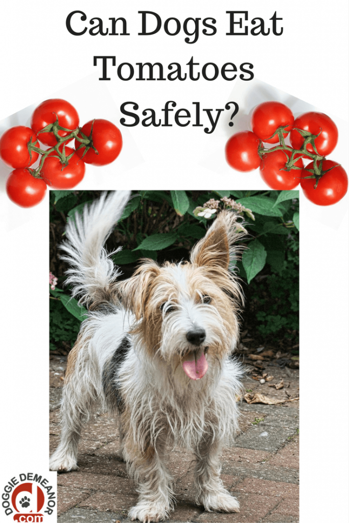 Can dogs eat tomatoes safely