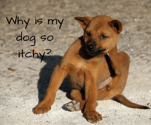 Why Is My Dog So Itchy?