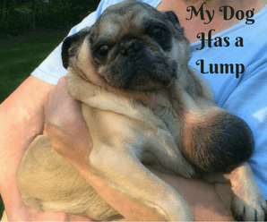 My Dog Has A Lump – Lipoma In Dogs