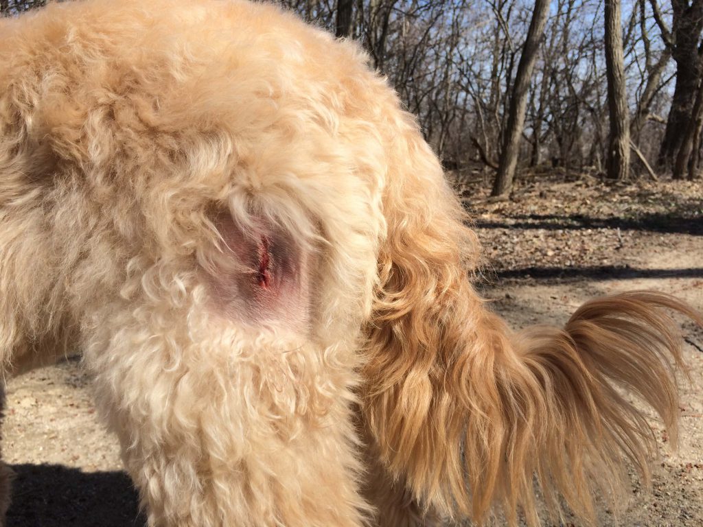 My dog has a lump - lipoma in dogs