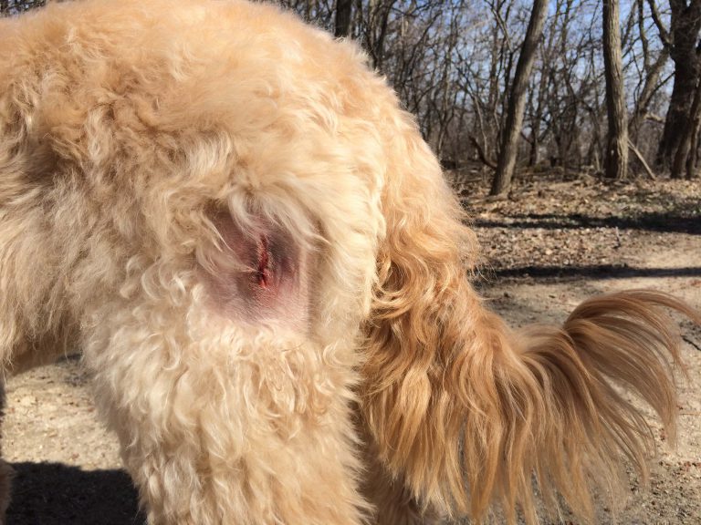 My Dog Has A Lump Lipoma In Dogs