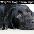 Why do dogs throw up
