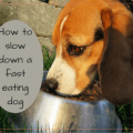 how to slow down dog eating