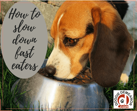 how to slow down dog eating