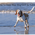 How To Keep Your Dog Cool In Summer