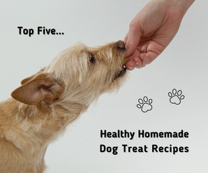 Healthy Homemade Dog Treat Recipes